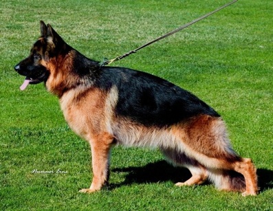 czech german shepherd as family pet